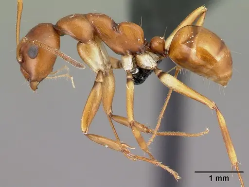 Camponotus reaumuri - CASENT0478556