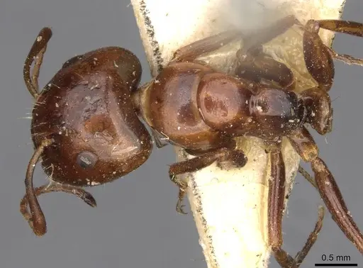 Camponotus rebeccae specimen