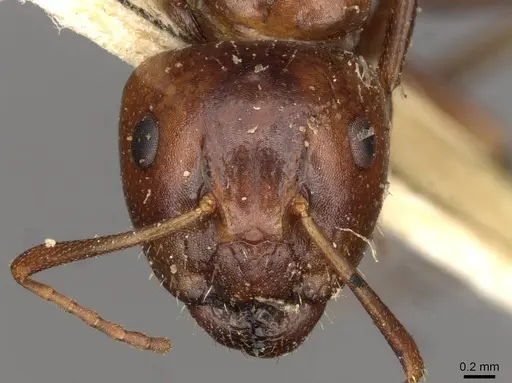 Camponotus rebeccae specimen