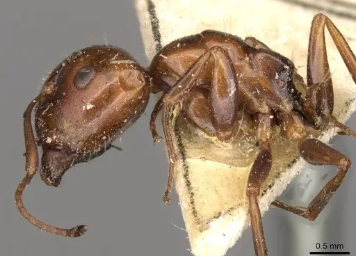 Camponotus rebeccae specimen