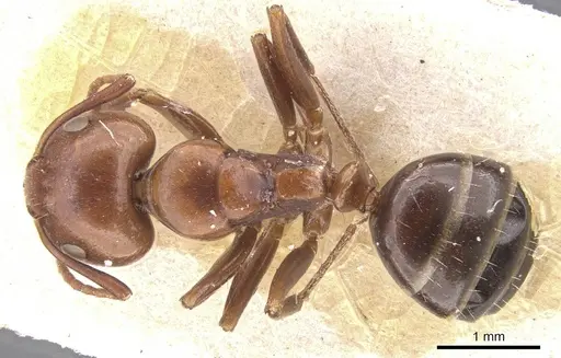 Camponotus rebeccae - CASENT0911696