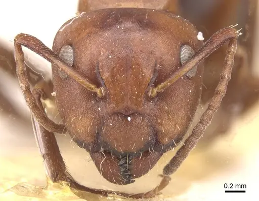 Camponotus rebeccae - CASENT0911696