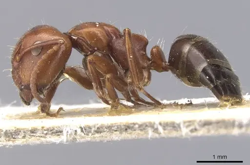 Camponotus rebeccae - CASENT0911696