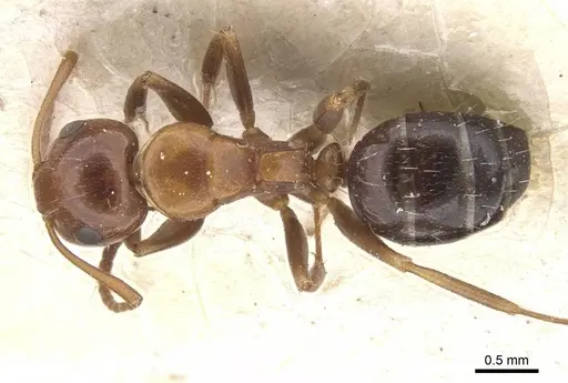 Camponotus rebeccae - CASENT0911697
