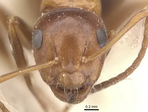 Camponotus rebeccae - CASENT0911697