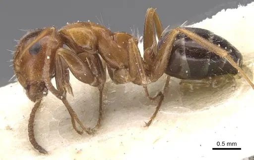 Camponotus rebeccae - CASENT0911697