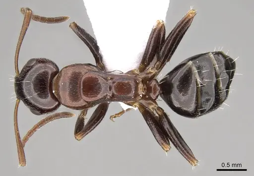 Camponotus rebeccae - CASENT0914423