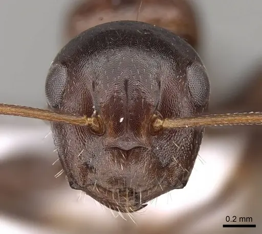 Camponotus rebeccae - CASENT0914423