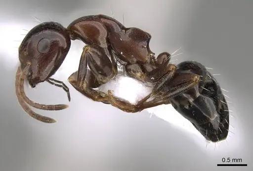 Camponotus rebeccae - CASENT0914423