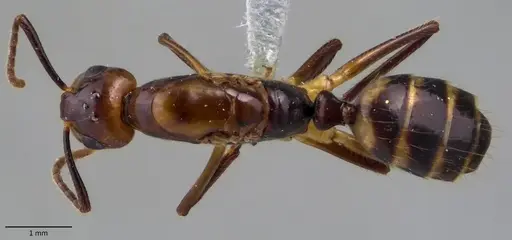 Camponotus reburrus specimen