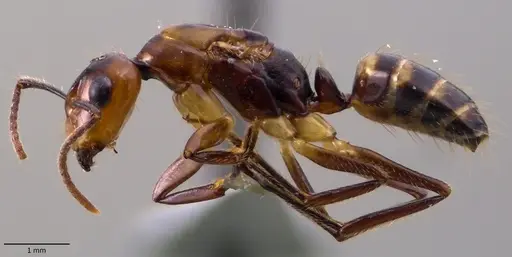 Camponotus reburrus specimen