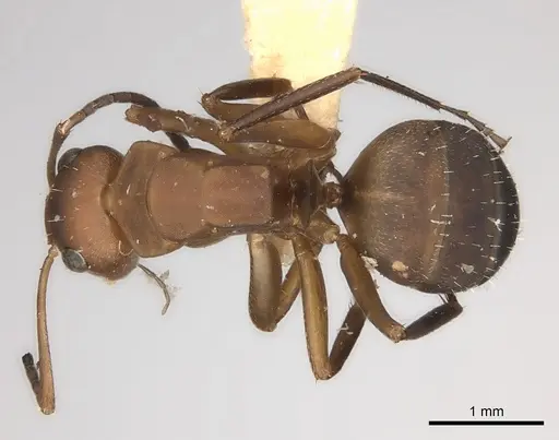 Camponotus rectangularis specimen
