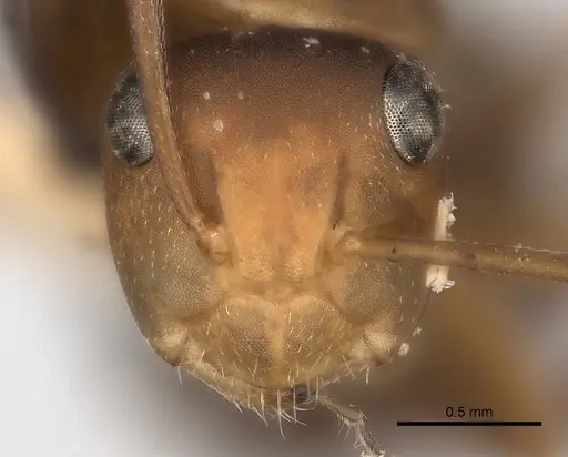 Camponotus rectangularis specimen