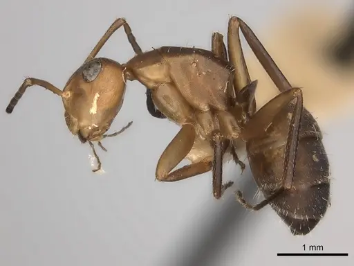 Camponotus rectangularis specimen