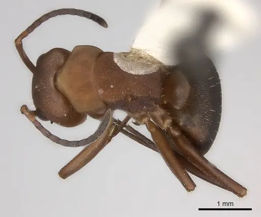 Camponotus rectangularis - CASENT0217692