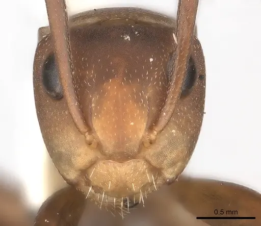 Camponotus rectangularis - CASENT0217692