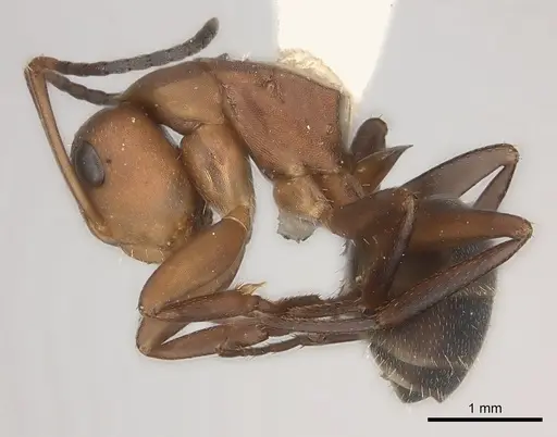 Camponotus rectangularis - CASENT0217692