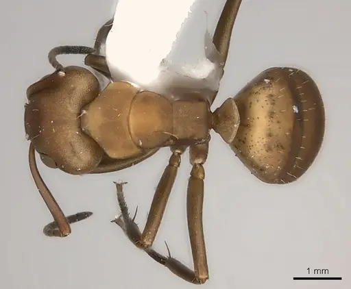 Camponotus rectangularis - CASENT0217693