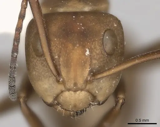 Camponotus rectangularis - CASENT0217693