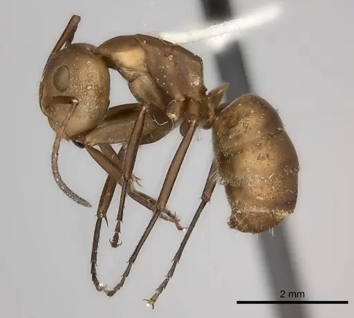 Camponotus rectangularis - CASENT0217693