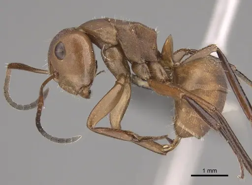 Camponotus rectangularis - CASENT0227884