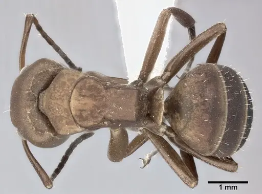 Camponotus rectangularis - CASENT0246660