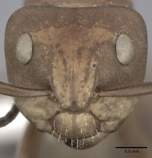 Camponotus rectangularis - CASENT0246660