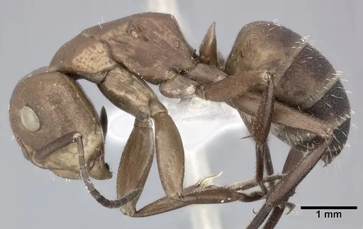 Camponotus rectangularis - CASENT0246660