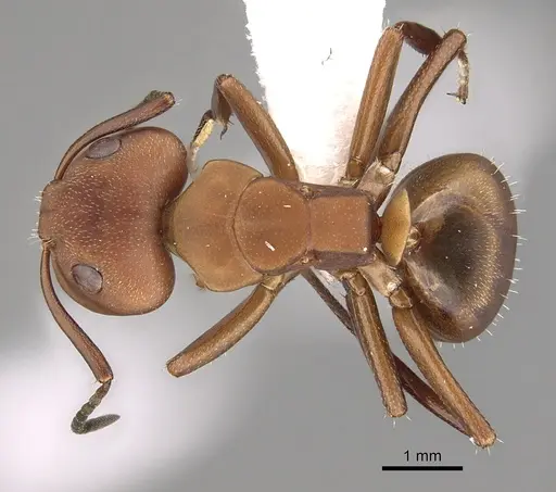 Camponotus rectangularis - CASENT0280135