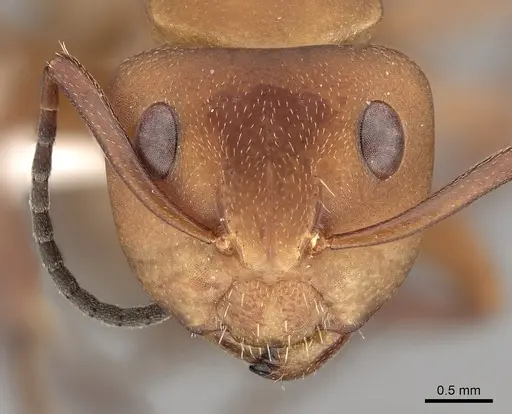 Camponotus rectangularis - CASENT0280135