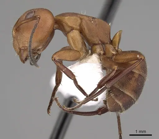 Camponotus rectangularis - CASENT0280135