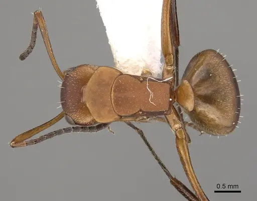 Camponotus rectangularis - CASENT0280136