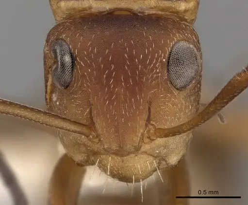 Camponotus rectangularis - CASENT0280136