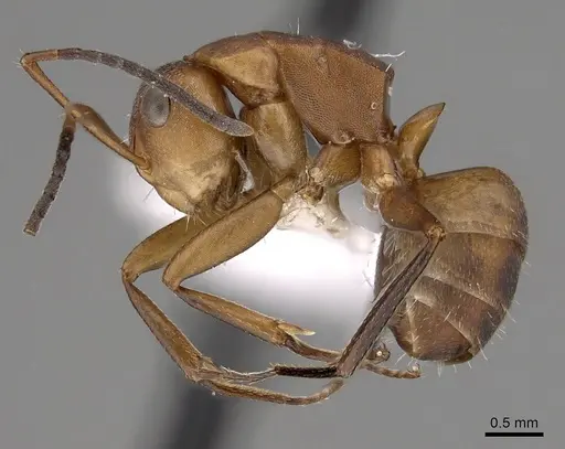 Camponotus rectangularis - CASENT0280136