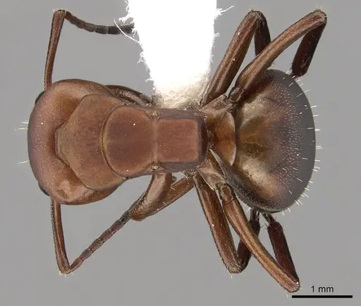 Camponotus rectangularis - CASENT0280139