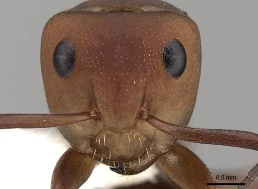 Camponotus rectangularis - CASENT0280139