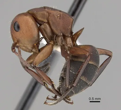 Camponotus rectangularis - CASENT0280139