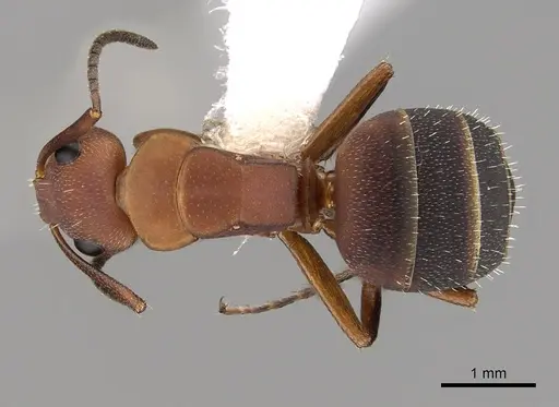 Camponotus rectangularis - CASENT0280140
