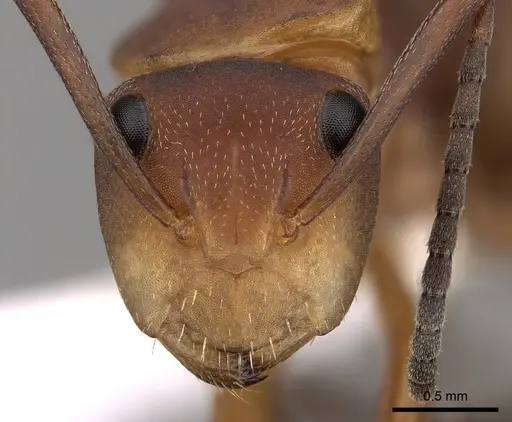 Camponotus rectangularis - CASENT0280140