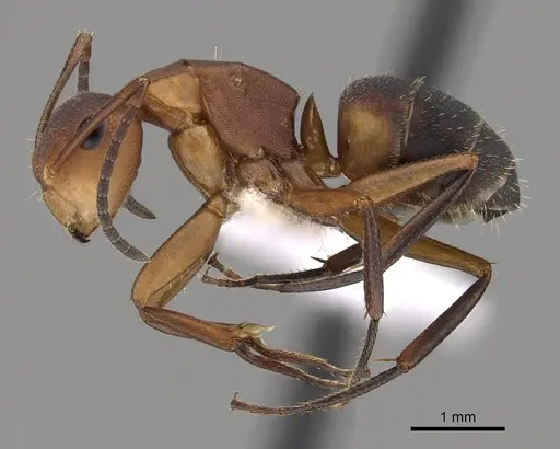 Camponotus rectangularis - CASENT0280140