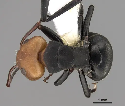 Camponotus rectangularis - CASENT0280141
