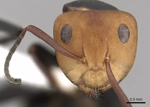 Camponotus rectangularis - CASENT0280141