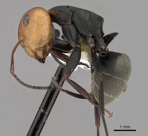 Camponotus rectangularis - CASENT0280141