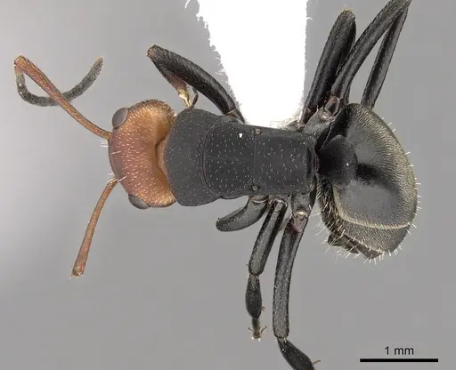 Camponotus rectangularis - CASENT0280142