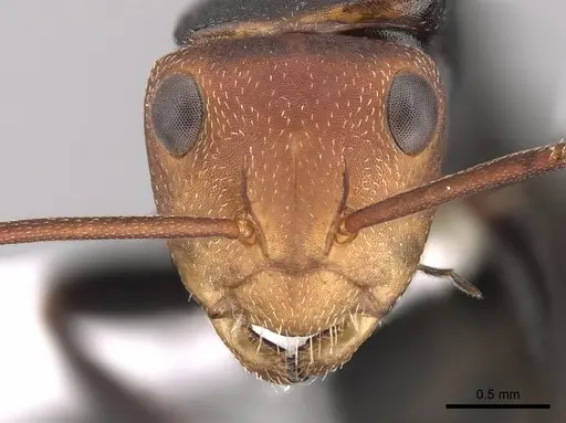 Camponotus rectangularis - CASENT0280142