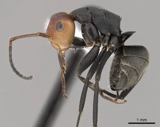 Camponotus rectangularis - CASENT0280142