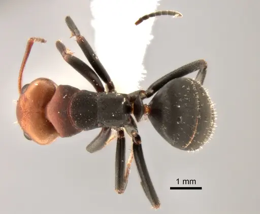 Camponotus rectangularis - CASENT0882301