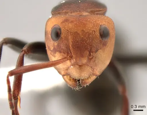 Camponotus rectangularis - CASENT0882301