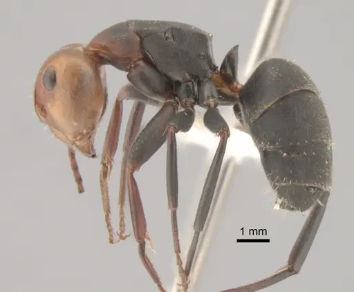 Camponotus rectangularis - CASENT0882301