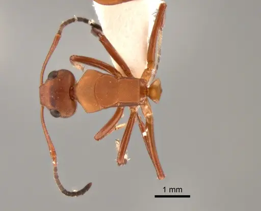 Camponotus rectangularis - CASENT0882311